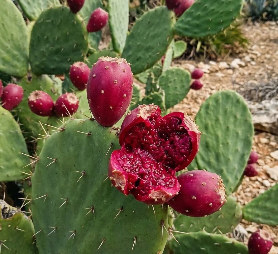Agritourisme – Marché & Cactus