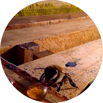 Imagen destacada de LA MAESTRA