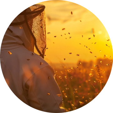 Imagen destacada de LAS ABEJAS